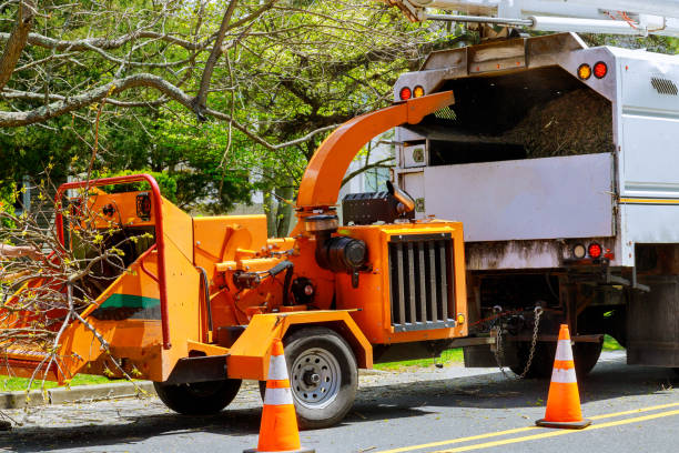 Best Local Tree Services  in Sudley, VA